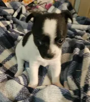 Bentley, a male Chihuahua for sale in Joplin, MO – 8 of 8