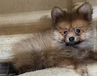 Willy, a male Pomeranian for sale in Joplin, MO – 2 of 6