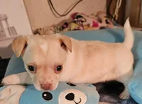 Slater, a male Chihuahua for sale in Joplin, MO – 2 of 8