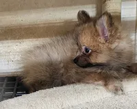 Willy, a male Pomeranian for sale in Joplin, MO – 4 of 6