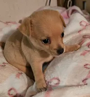 Tess, a female Chihuahua for sale in Joplin, MO – 4 of 4