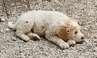 Rosie, a female Great Pyrenees and Poodle - Standard  for sale in Joplin, MO – 6 of 8