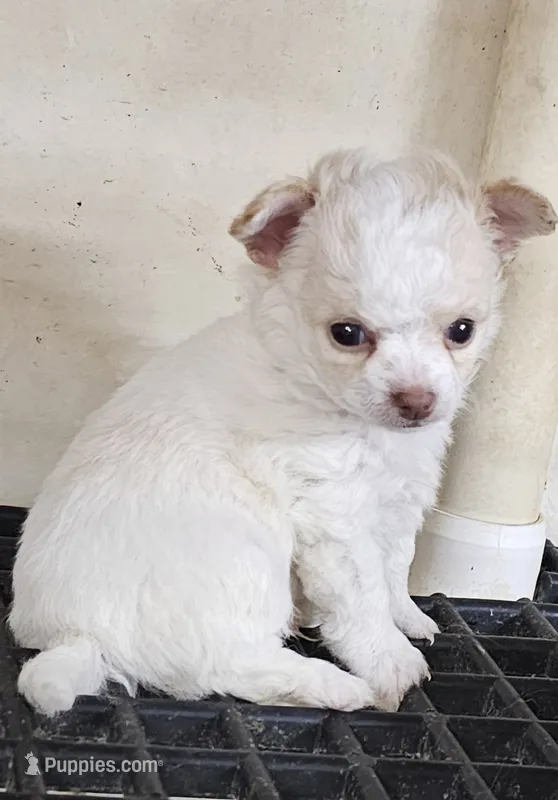 Frizzle – Chihuahua puppy for sale in Joplin, MO