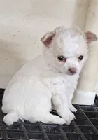 Frizzle, a male Chihuahua for sale in Joplin, MO – 1 of 8
