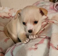 Cupcake, a female Chihuahua for sale in Joplin, MO – 6 of 7