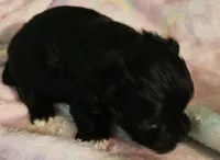 Piper, a female Morkie for sale in Joplin, MO – 6 of 7