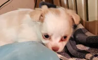 Sparky , a male Chihuahua for sale in Joplin, MO – 4 of 7