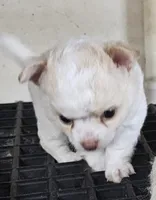 Frizzle, a male Chihuahua for sale in Joplin, MO – 7 of 8