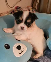 Whiskey, a male Chihuahua for sale in Joplin, MO – 3 of 6