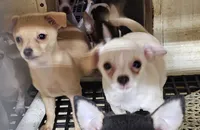 Cupcake, a female Chihuahua for sale in Joplin, MO – 2 of 7