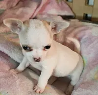 Tinkle, a male Chihuahua for sale in Joplin, MO – 2 of 7