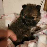 Twinkles, a female Pomeranian for sale in Joplin, MO – 7 of 7