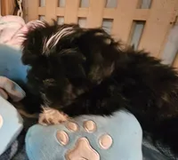 Pistol  Reduced, a male Morkie for sale in Joplin, MO – 1 of 8