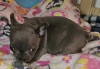 Fancy, a female French Bulldog for sale in Joplin, MO – 5 of 6