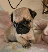 BooBoo, a female Pug for sale in Joplin, MO – Photo 3 of 6