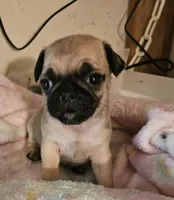 BooBoo, a female Pug for sale in Joplin, MO – Photo 2 of 6