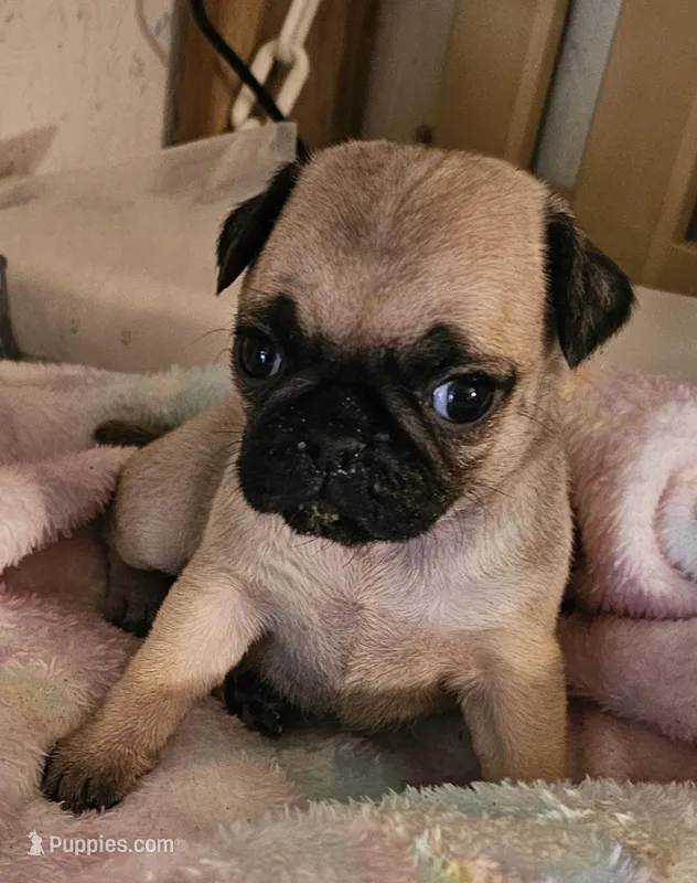 BooBoo – Pug puppy for sale in Joplin, MO