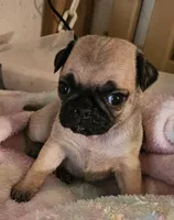 BooBoo, a female Pug for sale in Joplin, MO – Photo 1 of 6