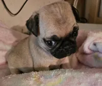 BooBoo, a female Pug for sale in Joplin, MO – Photo 5 of 6