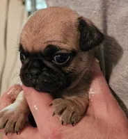 BooBoo, a female Pug for sale in Joplin, MO – Photo 6 of 6