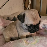 BooBoo, a female Pug for sale in Joplin, MO – Photo 4 of 6