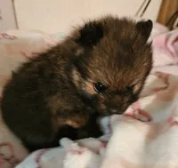 Twinkles, a female Pomeranian for sale in Joplin, MO – 5 of 7