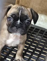 Parker, a male French Bulldog and Pug for sale in Joplin, MO – 1 of 1