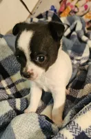 Bentley, a male Chihuahua for sale in Joplin, MO – 6 of 8