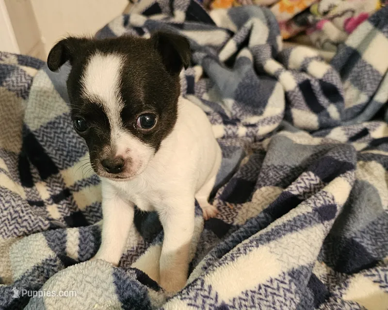 Bentley – Chihuahua puppy for sale in Joplin, MO