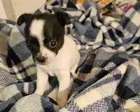 Bentley, a male Chihuahua for sale in Joplin, MO – 1 of 8