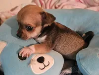 Tyson, a male Chihuahua for sale in Joplin, MO – 2 of 7