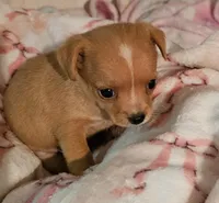 Misty, a female Chihuahua for sale in Joplin, MO – 7 of 8