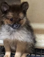 lexi, a female Pomeranian for sale in Joplin, MO – 4 of 4