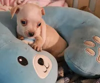 Rocky, a male Chihuahua for sale in Joplin, MO – 2 of 7