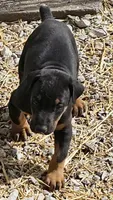 Tyson, a male Doberman Pinscher for sale in Joplin, MO – Photo 1 of 8