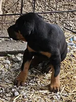 Tyson, a male Doberman Pinscher for sale in Joplin, MO – Photo 4 of 8