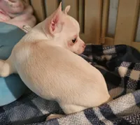 Charlie, a male Chihuahua for sale in Joplin, MO – 4 of 8