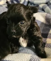 Pete, a male Morkie for sale in Joplin, MO – 3 of 6
