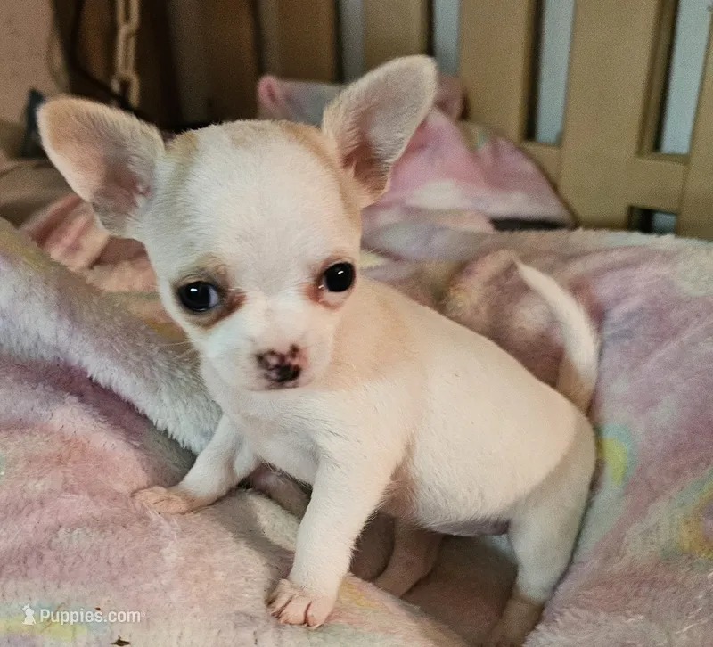 Tinkle – Chihuahua puppy for sale in Joplin, MO