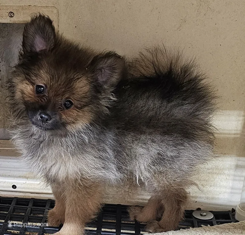 lexi – Pomeranian puppy for sale in Joplin, MO