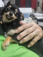 Fritz, a male Chihuahua for sale in Joplin, MO – Photo 4 of 7