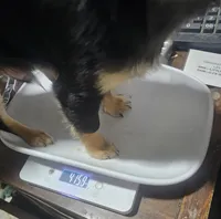 Fritz, a male Chihuahua for sale in Joplin, MO – Photo 2 of 7