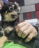 Fritz, a male Chihuahua for sale in Joplin, MO – Photo 1 of 7