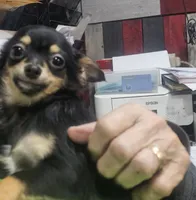 Fritz, a male Chihuahua for sale in Joplin, MO – Photo 6 of 7