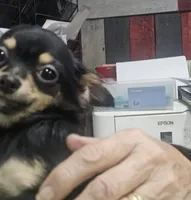 Fritz, a male Chihuahua for sale in Joplin, MO – Photo 5 of 7