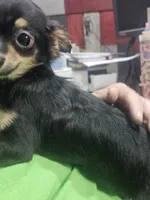 Fritz, a male Chihuahua for sale in Joplin, MO – Photo 7 of 7