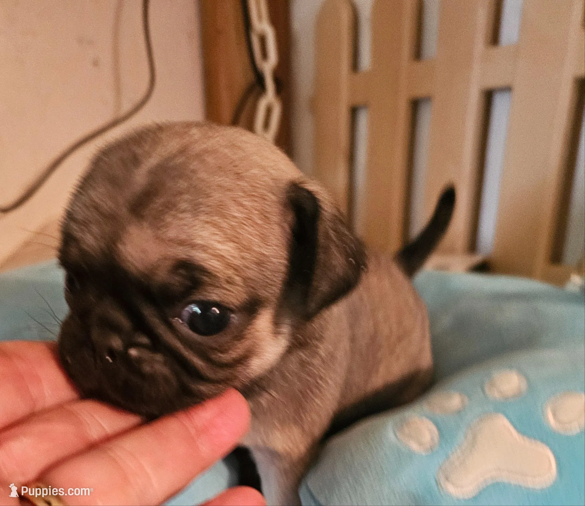 Jenkins, a male Pug for sale in Joplin, MO – Photo 1 of 6