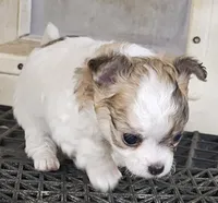 Flipper, a male Chihuahua for sale in Joplin, MO – 3 of 7