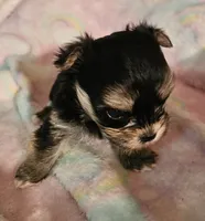 Magic, a female Morkie for sale in Joplin, MO – 5 of 8