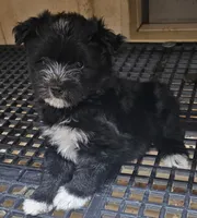 Spaz, a male Morkie for sale in Joplin, MO – 1 of 7